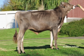 Plemeno Brown Swiss