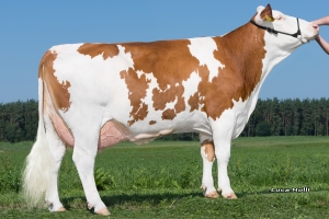 Matka Europa