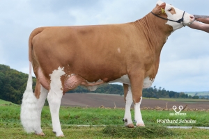 Dcera Schmetterling, 100. denní laktace - 3 790 kg