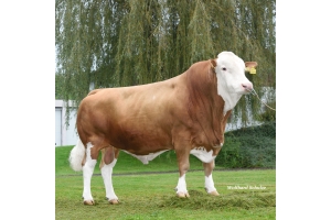 Hilfinger - foto říjen 2021