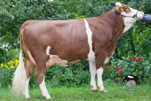 Dcera Verona