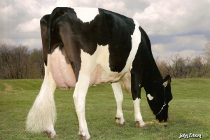 De-Su BW Marschall Georgia EX-90, předkyně býka Beachboy