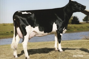De-Su Oman 6125 VG-86, z rodiny býka Beachboy