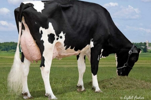 Clear Echo Ramos 1200 EX-94, předchůkyně