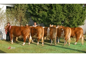 Vítězná skupina krav na Bundesfleckviehschau 2005, první Anita narozená 1992