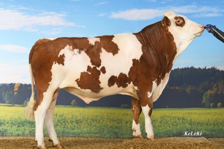 moschus-1