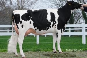 Dcera Falstaffa WSH Goria GP-84