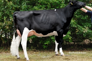 Matka Falstaffa a dalších 4 býků - Wendland Holsteins Quintina
