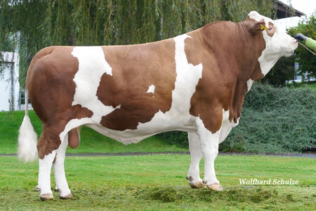 vlaturo-1