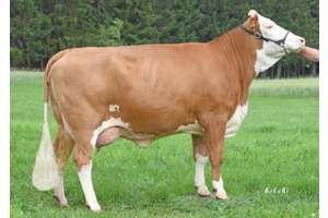 Matka: SPIRITUS - GM SUSI