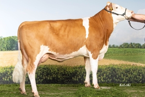 Dcera Ginster - 100 dnů - 3 767 kg mléka