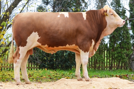 byk-wanero-pp-1