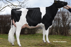 Imax Imala VG-88 - 4. generace v rodokmenu býka Race RED P