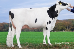 SQ Irmgard VG-86 - babička býka Race RED P
