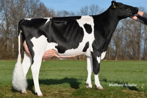 Babička býka Ziveta - Okapi EX-90