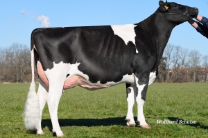Matka býka Ziveta - SHA Oryx VG-86