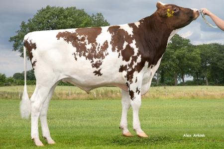 byk-daktari-pp-1