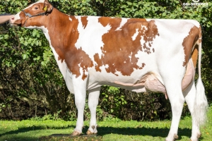 Matka Býka Daktari PP - Lana
