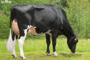Prababička býka Daktari PP - Laila (2) VG 86