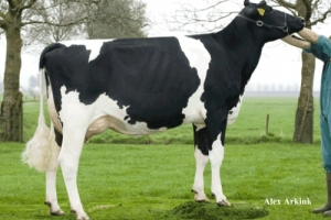7. G. - Willem's Hoeve Rita 156 VG-88