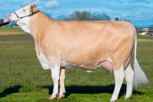 Kráva z rodiny Gabriela Pp (dcera Hokuspokuse)