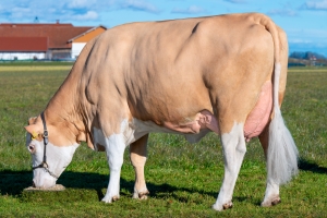 Kráva z rodiny Gabriela Pp (dcera Hokuspokuse)