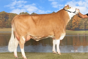 Kráva z rodiny Gabriela Pp (dcera Hokuspokuse) na AgroTier 2024