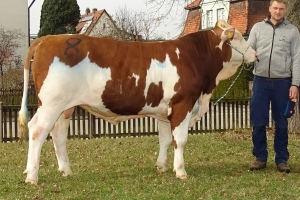 Býk Vredo při aukci