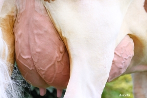 Detail vemene matky býka Milch Pp