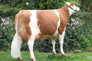 Gelbi - teta býka Milch Pp