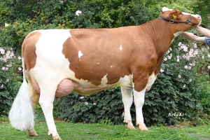 Gigant - matka býka Milch Pp