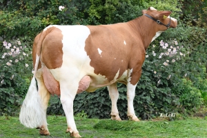 Gigant - matka býka Milch Pp - zadní pohled