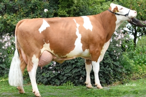 Gold - babička býka Milch Pp