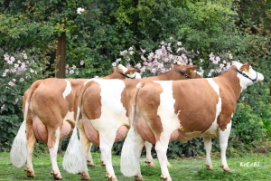 Společná fotka matky, babičky a tety býka Milch Pp