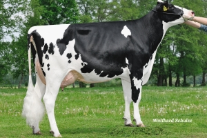 5tá generace býka Realpower