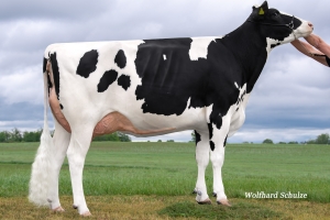 Babička býka Real Lifa