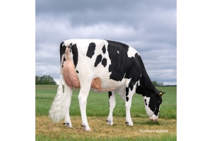 Babička býka Real Life