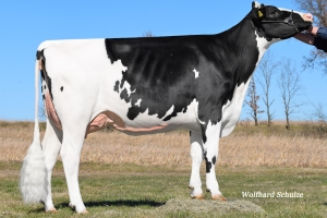 Prababička býka Real Lifa