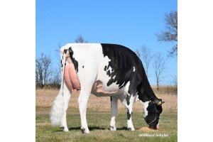 Prababička býka Real Life