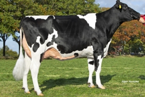 Prababička býka Vivaldi - HET Adora Chane VG-85