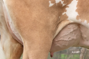 Detail vemene dcery býka Poldi