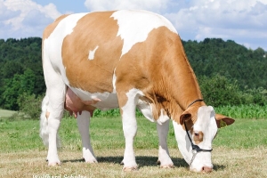 Ilteit Stina - kráva ze stejné rodiny jako Dow Jones