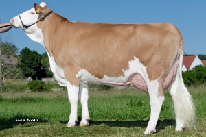 Bába býka Windfang Pp