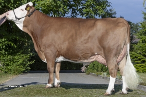 Matka býka Windfang Pp