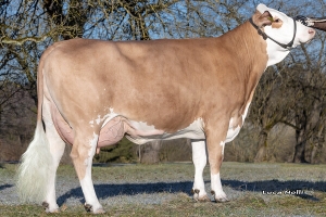 Matka býka Moses1 PP