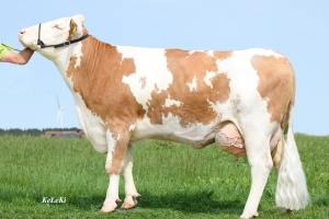 Matka býka Mondgold