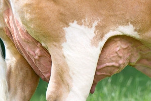 Detail vemene matky býka Vulcanus