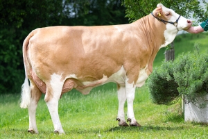 Matka býka Vulcanus na 2. laktaci