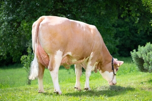 Matka býka Vulcanus na 2. laktaci - hlavou dolů