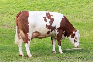 Dcera Freiwild, 1.l. ‐ 8 865 kg